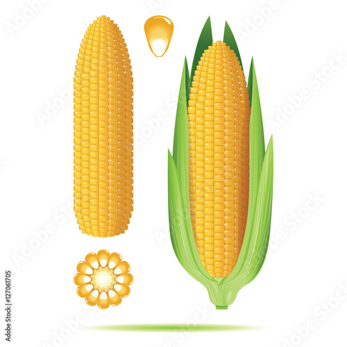 Set of ripe corn cobs isolated on white background. Vector illus