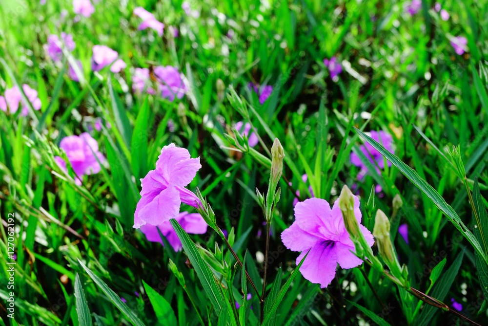 purple flower outdoor for background backdrop use purple flower outdoor for background backdrop use