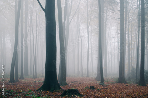 Wald mit Nebel und Zaun photo