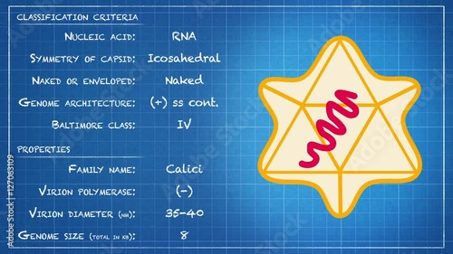 Caliciviridae - Virus classification criteria and properties photo