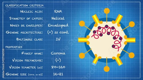 Coronaviridae - Virus classification criteria and properties photo