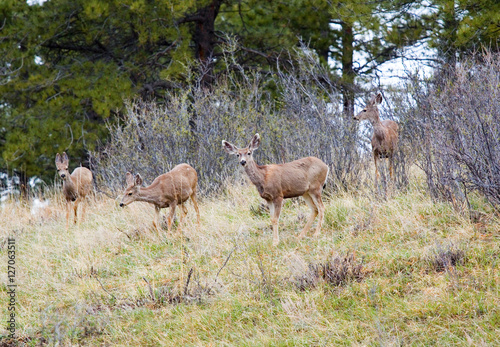 Mule Deer in the Pike National Forest