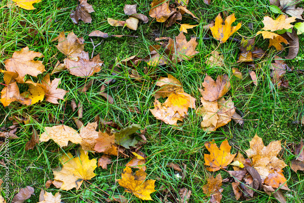 Fallen leaves on green grass, autumn background. Fallen leaves on green grass, autumn background.