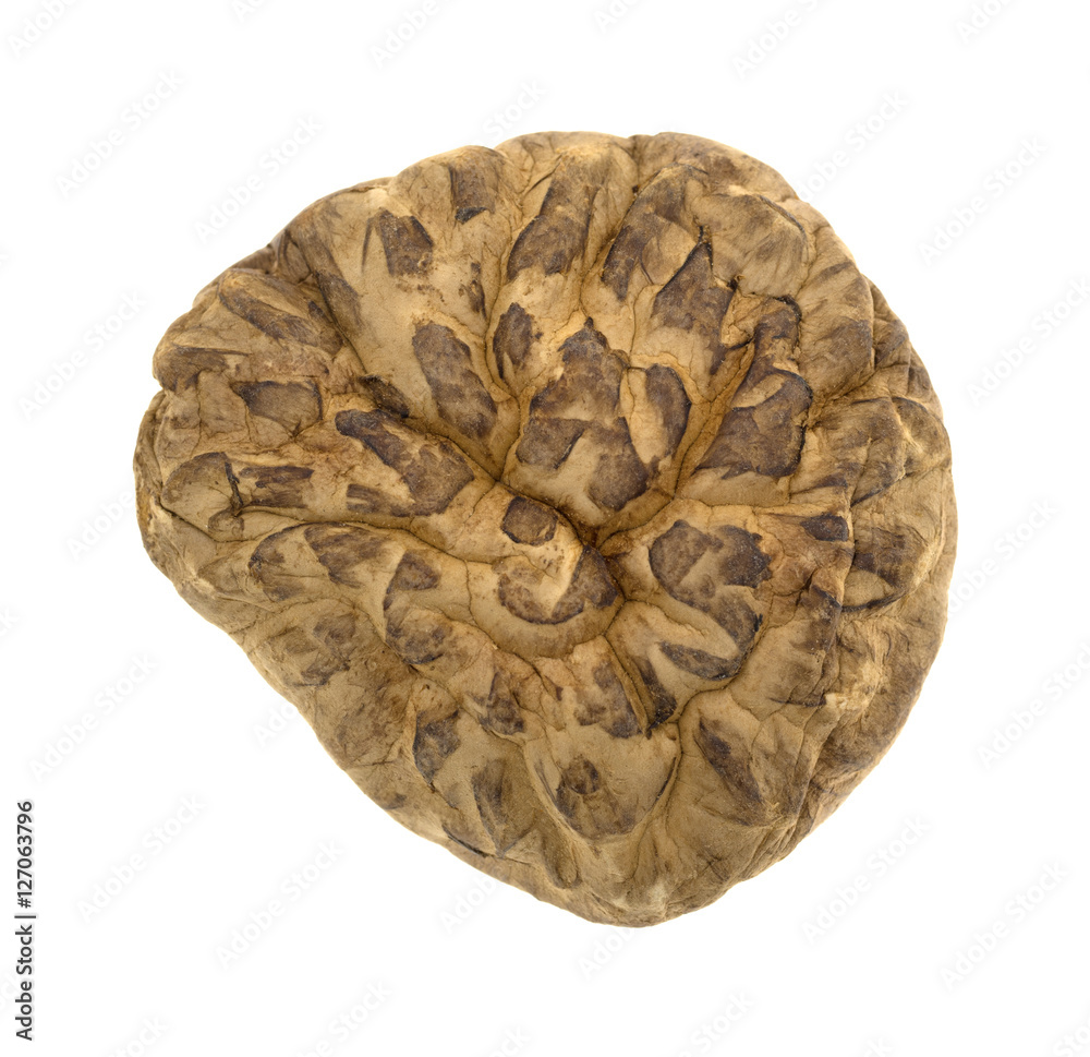 Top view of a dried mushroom on a white background. Top view of a dried mushroom on a white background.