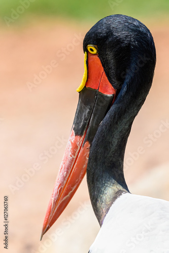 Saddlebill Stork Bird Portrait