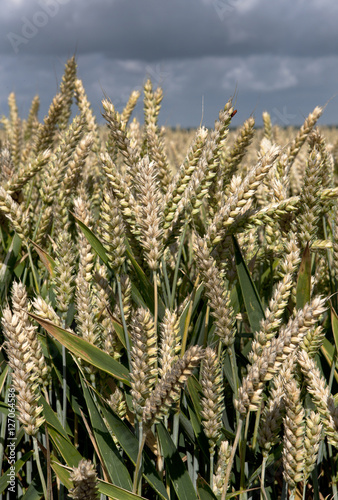 Field of wheat. Ears of grain. Netherlands.  photo