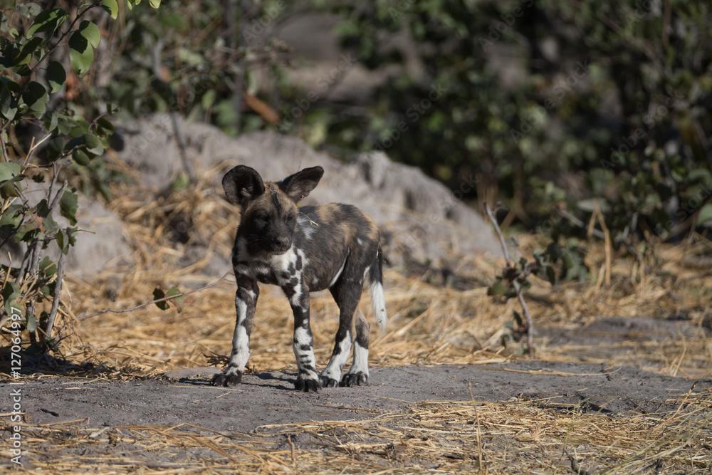 African Wild Dogs African Wild Dogs