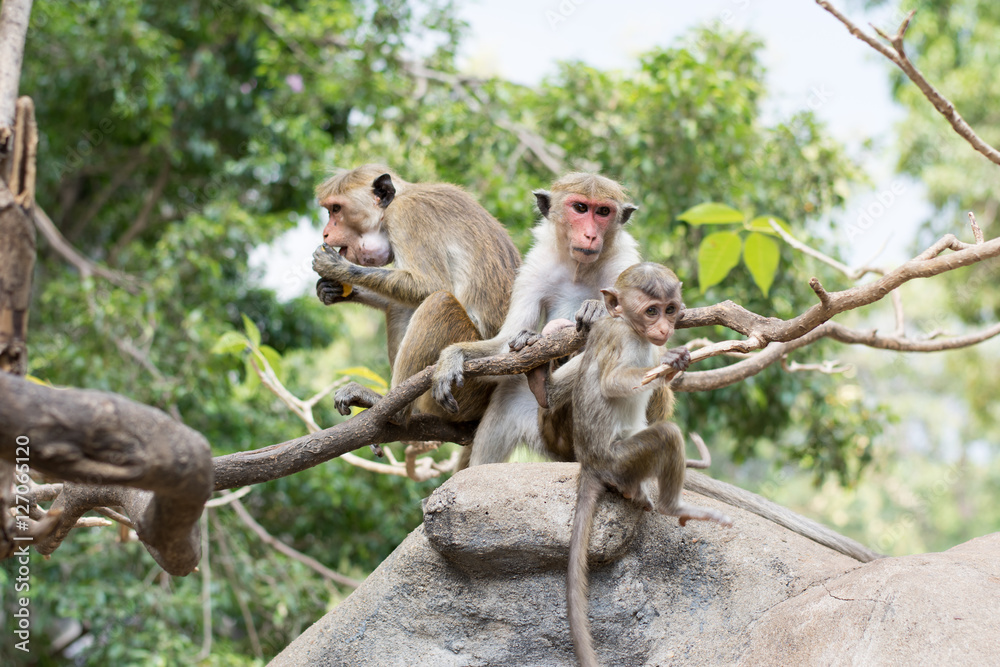 Monkeys on the rocks of the Golden Temple, Dambulla, Sri Lanka.