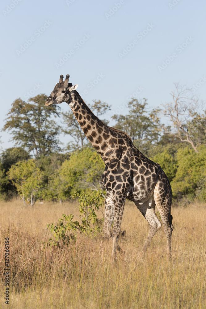 Obraz premium Angolan giraffe, also known as Namibian giraffe in Botswana Africa