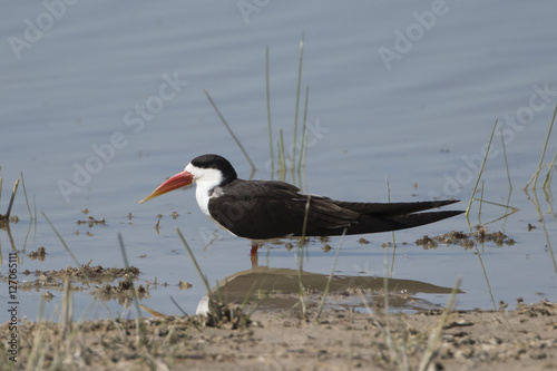 African Skimmer on beach photo