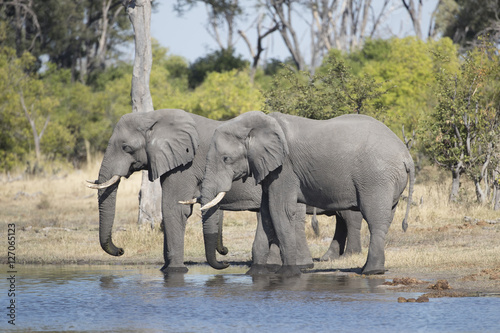 Elephants in Botswana Africa