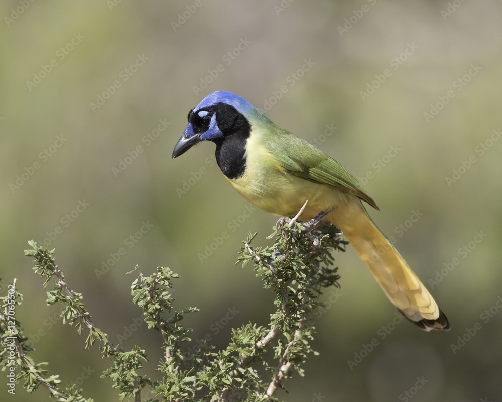 Obraz premium Green Jay on Desert Ranch in Texas 