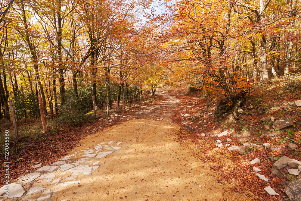 Fototapeta premium Wood in Autumn.