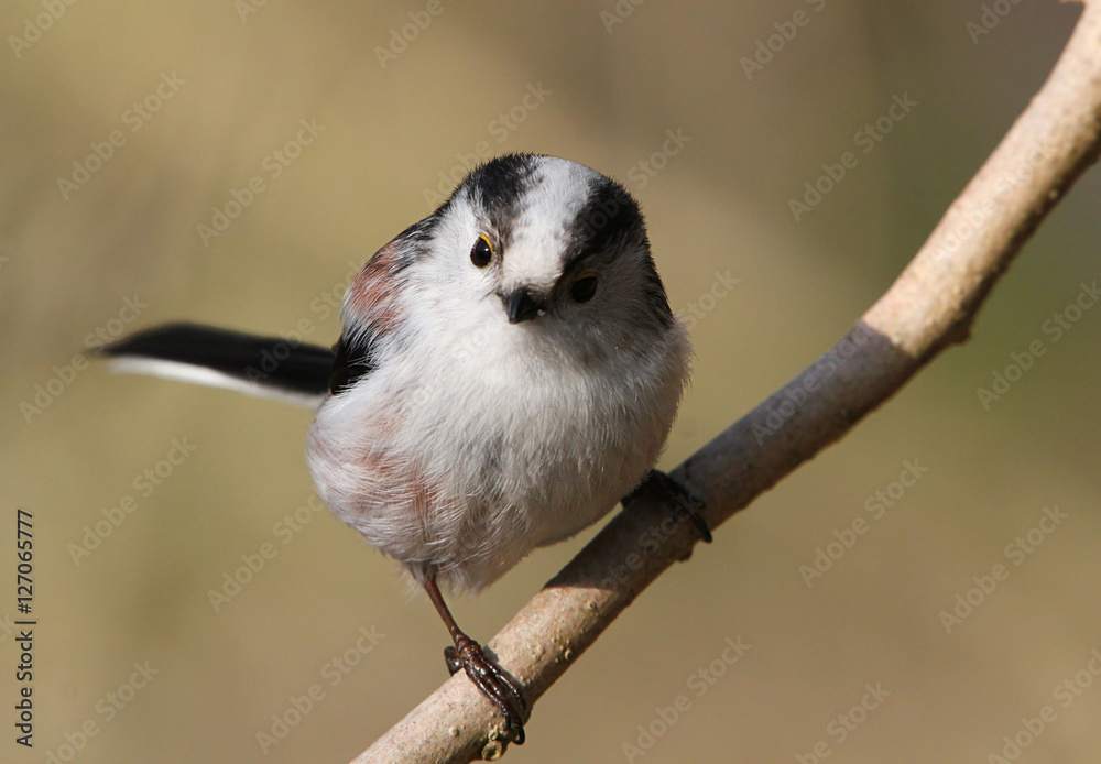Fototapeta premium Inquisitive female European Long-tailed Tit (Aegithalos caudatus)