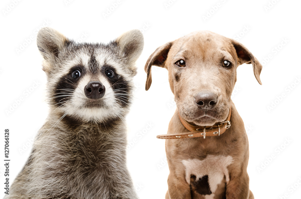 Portrait of funny raccoon and pit bull puppy