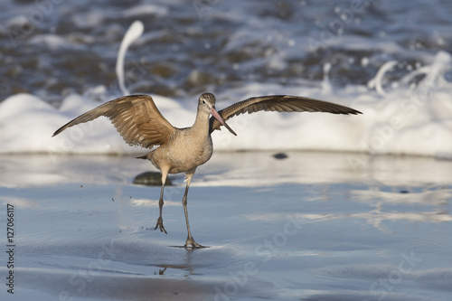 Marbled Godwit in surf on beach at Morro Bay California
