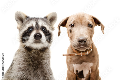 Fototapeta Naklejka Na Ścianę i Meble -  Portrait of funny raccoon and pit bull puppy