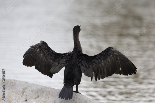double creasted cormorant