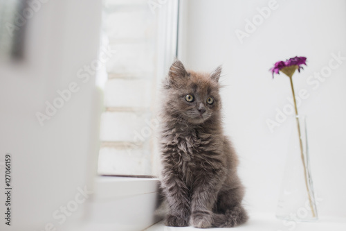 Fotografía Grey cat sitting near window
