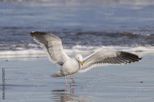 Adult Western Gull Landing on Pacific coast beach