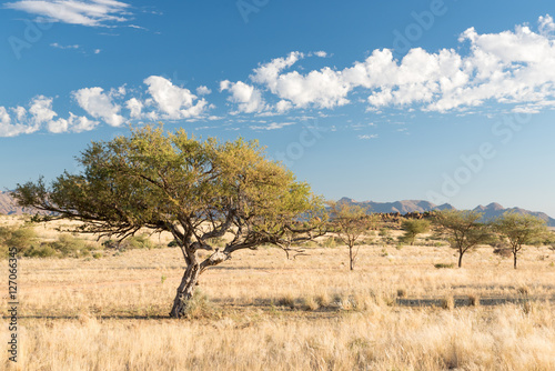 Savanne bei Solitaire  Khomas  Namibia