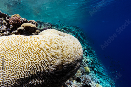 brain coral seascape photo