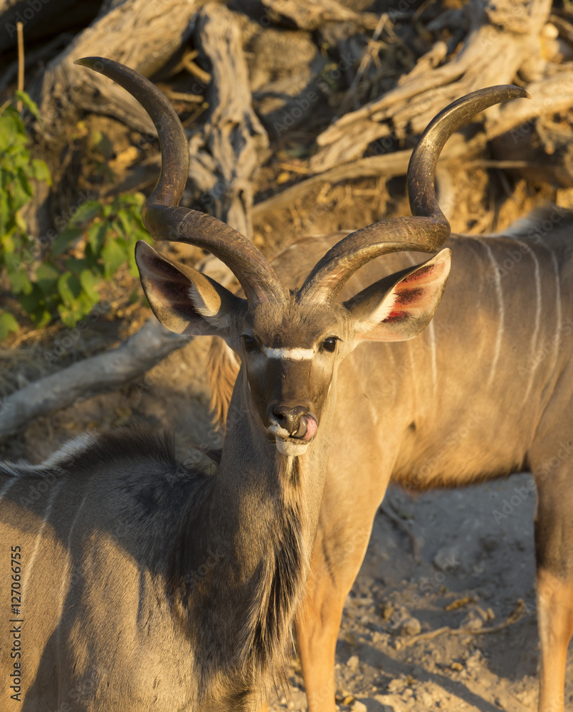 Greater Kudu inn Botswan Africa Greater Kudu inn Botswan Africa