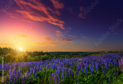 majestic sunset over field of lupine blue flowers