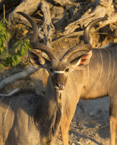 Greater Kudu inn Botswan Africa