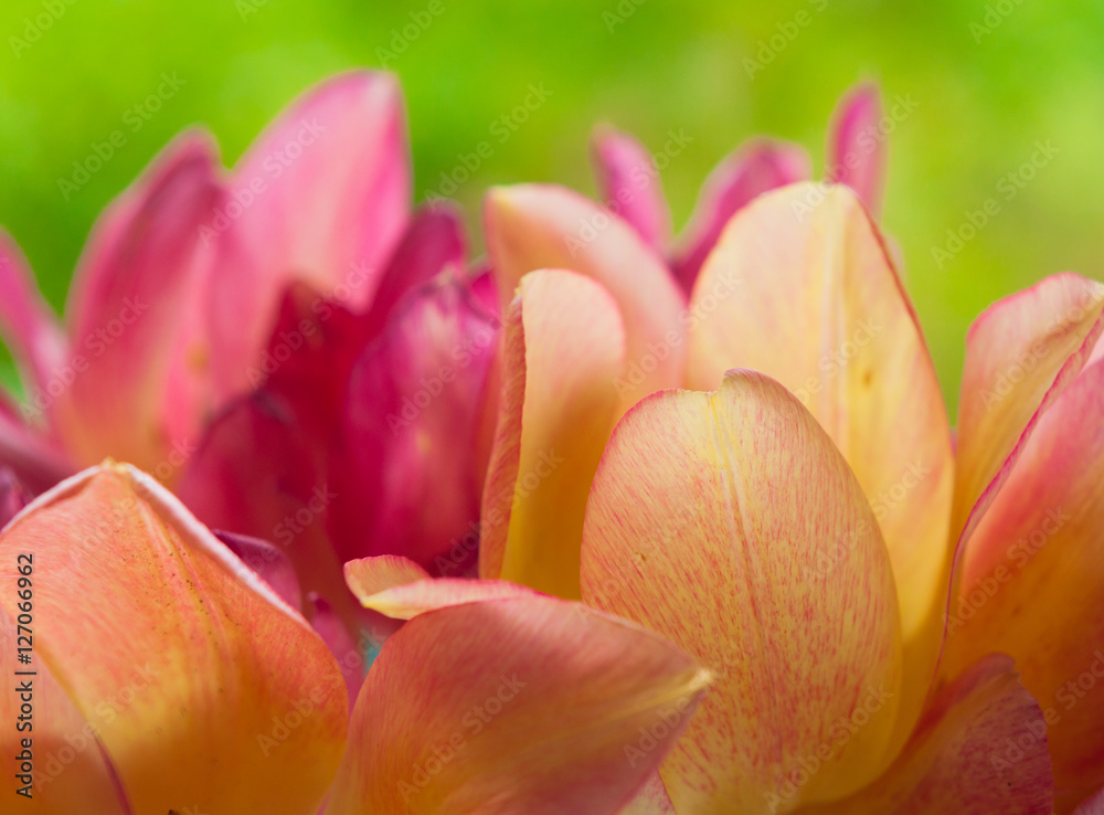 gentle blown bright yellow and pink tulips on blurred green back gentle blown bright yellow and pink tulips on blurred green back