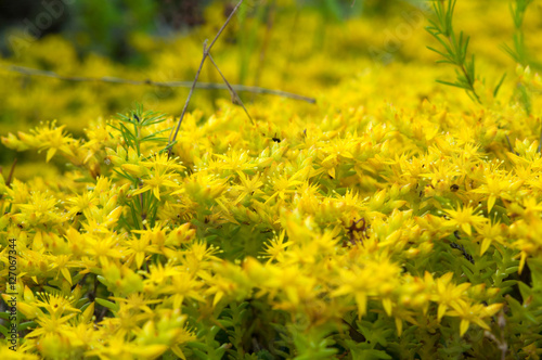 Yellow flowering moss Sedum Sexangulare Plants mats ornamental f