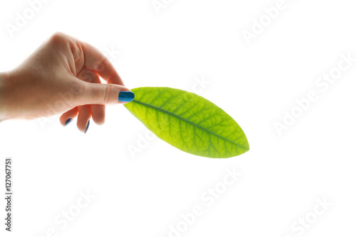 Hand with a green leaf