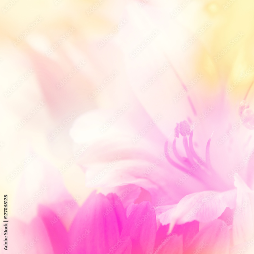 flower background. beautiful flowers made with color filters

