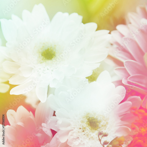 Fototapeta Naklejka Na Ścianę i Meble -  flower background. beautiful flowers made with color filters

