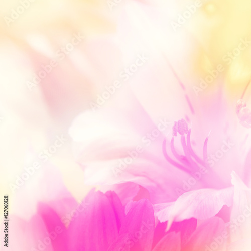 flower background. beautiful flowers made with color filters