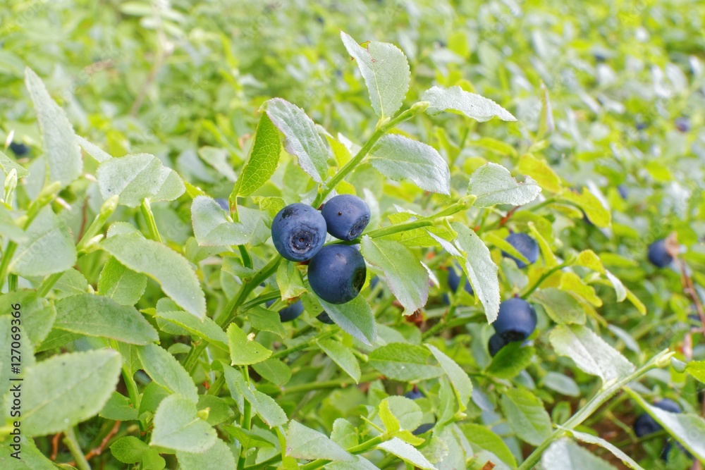blueberries in forest blueberries in forest