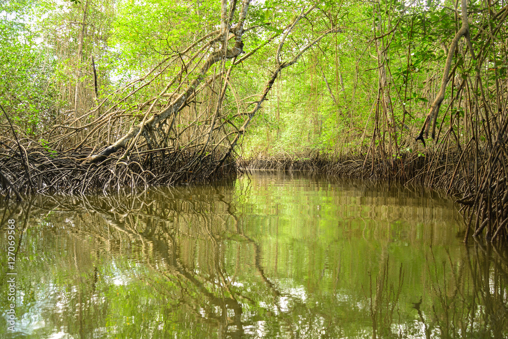 Inside the mangrove of Isla Muisne, Ecuador Inside the mangrove of Isla Muisne, Ecuador