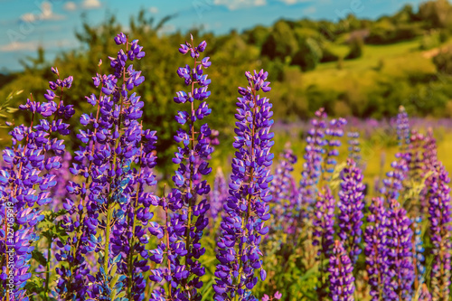 fantastic landscape. sky with clouds over the meadow blurry, with purple lupine flowers close up. on a sunny day. picturesque scene. breathtaking scenery. original creative images