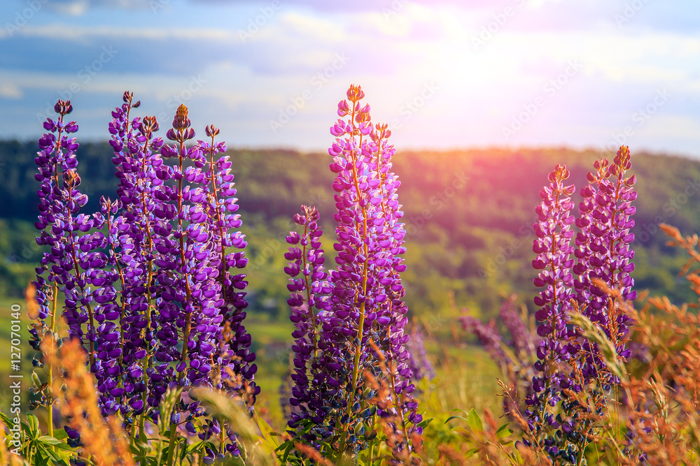 Obraz premium wonderful landscape. Majestic mountain landscape with lupine blooming on a sunny day. picturesque scene. breathtaking scenery. wonderful landscape. soft light effect