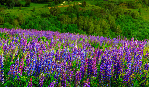 wonderful landscape. Majestic mountain landscape with lupine blooming field on a sunny day. picturesque scene. breathtaking scenery. wonderful landscape. 