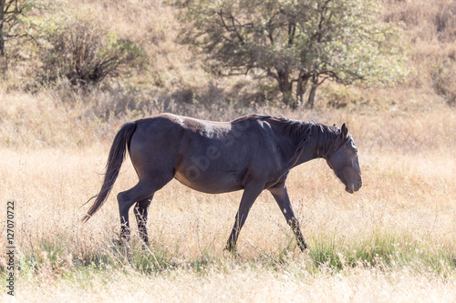 a horse in a pasture in the fall