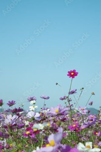 A field covered with thousands of cosmoses  under the Cloudless blue sky.                                                                                                             
