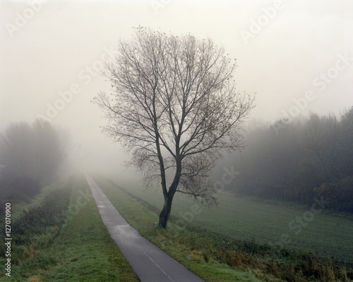 A tree in the mist next to a bike path through the country side in Almere, The Netherlands.