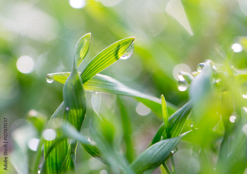 drops of dew on the green grass. macro drops of dew on the green grass. macro