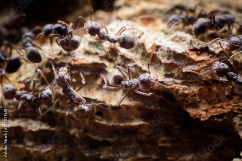 black ants on wood © ashophoto