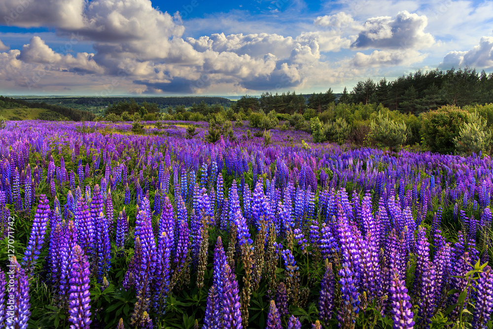 Naklejka premium fantastic landscape. ideal sky with clouds over the meadow with purple lupine flowers on a sunny day. picturesque scene. breathtaking scenery. wonderful landscape. original creative images
