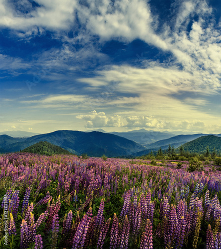 fantastic landscape. mountain meadow of purple lupine flowers on a sunny day. with majestic mountain peaks in the background. Beauty in the world. instagram toning efect
