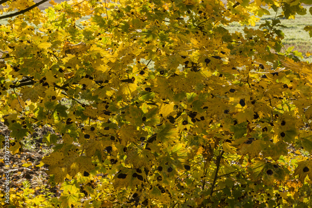 Contested maple leaf fungal diseases. Contested maple leaf fungal diseases.