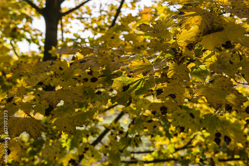 Contested maple leaf fungal diseases.