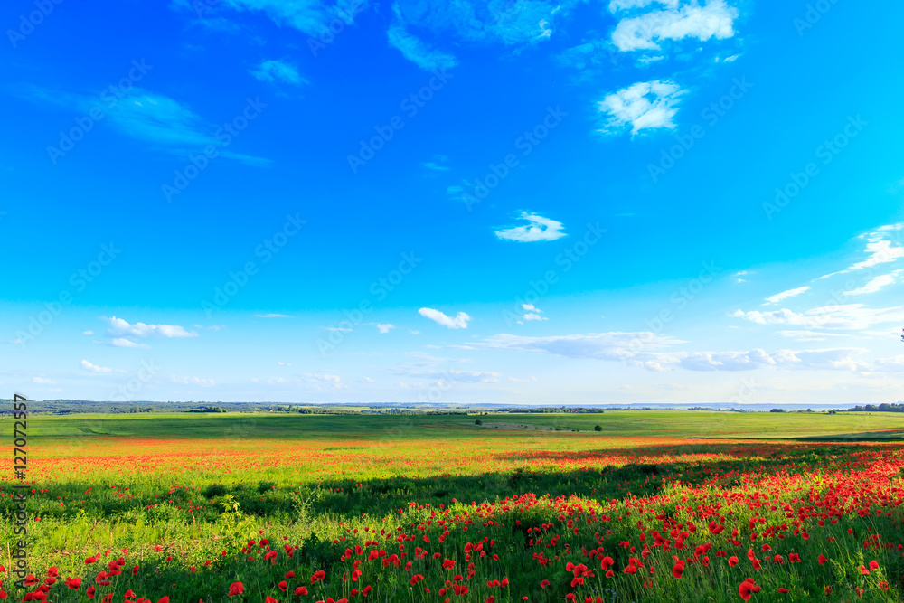 wonderful landscape. Majestic view on the poppy blooming field on a summer day with perfect blue sky. picturesque scene. breathtaking scenery. creative images.